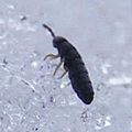 Snow Flea close up crop