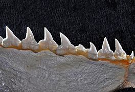 Sphyrna mokarran lower teeth