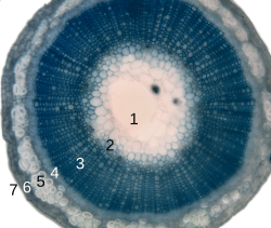 Stem-histology-cross-section-tag