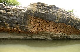 Streak-throated swallow (Petrochelidon fluvicola) nest colony from Ranganathittu Bird Sanctuary JEG4190