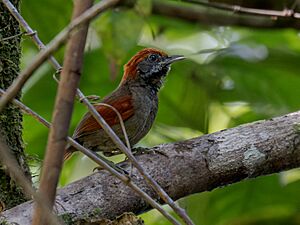 Synallaxis macconnelli obscurior McConnell's Spinetail; Serra do Navio, Amapá, Brazil.jpg