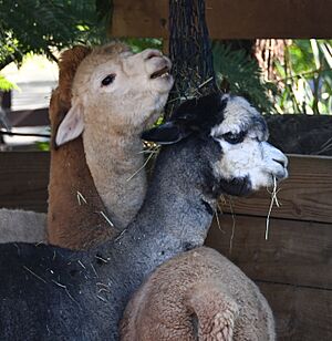 Taronga Zoo alpaca 004
