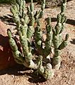 Tephrocactus articulatus 3