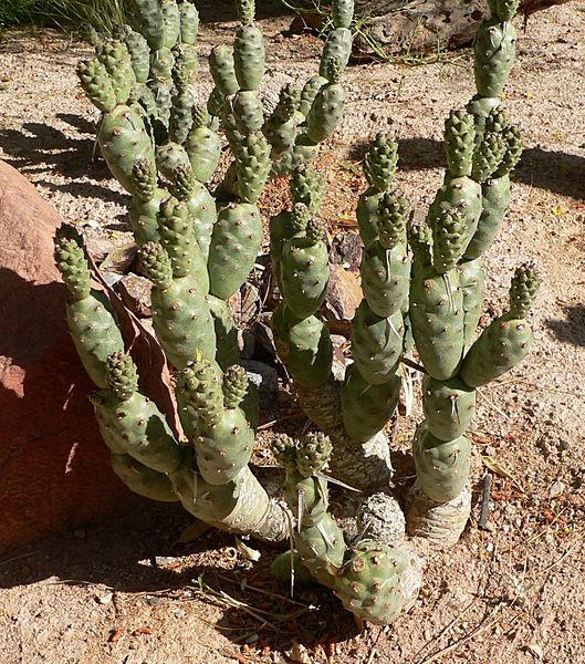 Tephrocactus articulatus 3
