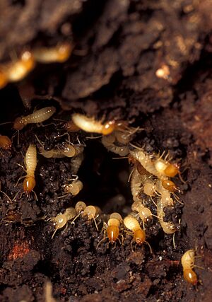 Termites rush to damaged portion of mound