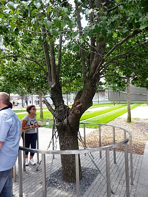 The Survivor Tree of the World Trade Center