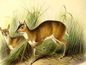 The book of antelopes (1894) (14792763543)