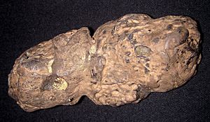 Thecachampsa crocodile coprolite (Aquia Formation, Upper Paleocene; Potomac River shores, King George County, northeastern Virginia, USA).jpg