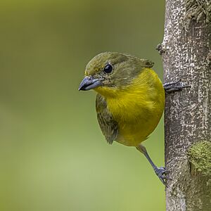 Thick-billed euphonia (Euphonia laniirostris melanura) female Cundinamarca 2.jpg