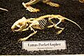 Thomomys bulbivorus