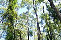 Toona ciliata Tamban State Forest