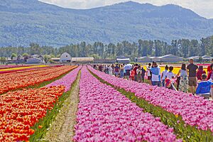 Tulip Festival 2018 @ Tulips of the Valley, Chilliwack - 41046330035