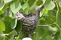 Warbling-vireo-on-nest-09-0615