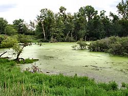 Wetland-marshall-county-indiana