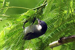 White-Eared Conebill (Conirostrum leucogenys)