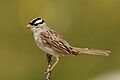 White-crowned-Sparrow
