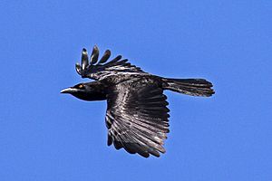 White-necked Crow (Corvus leucognaphalus) (8082810217)