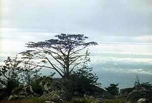 Widdringtonia whytei Mulanje Malawi.jpg