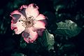 Wild Rose, Duluth Rose Garden (15290543396)