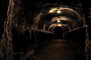 Wine Cellar in Slovakian Tokaj