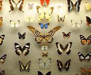 AMNH butterfly conservatory 3