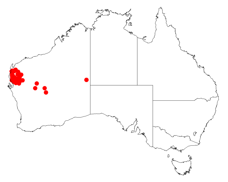 Acacia subtessarogonaDistMap873