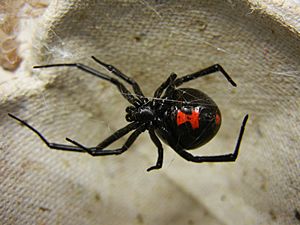 Adult Female Black Widow