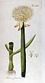 Allium fistulosum Ypey26