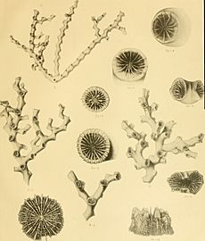 An account of the deep-sea Madreporaria collected by the Royal Indian Marine Survey ship Investigator (1898) (16744305176)