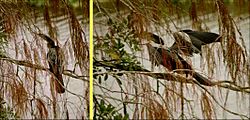 Anhinga in Everglades
