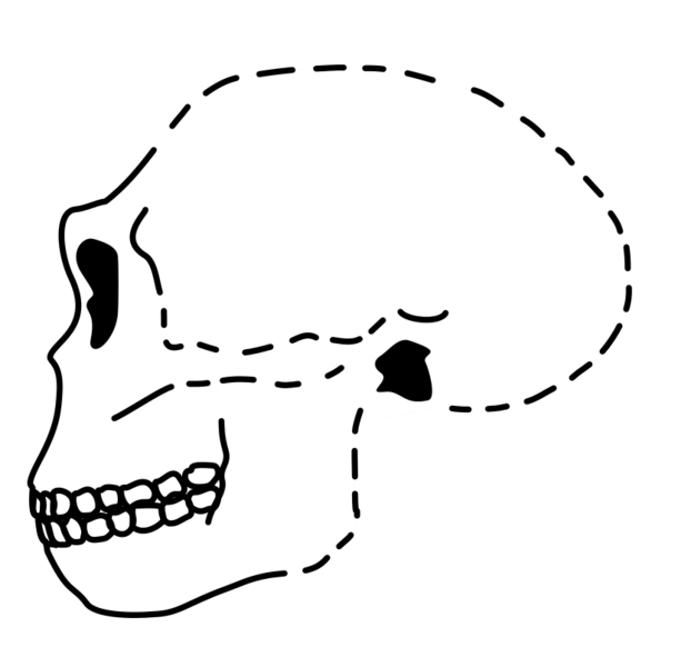 Antecessor Skull