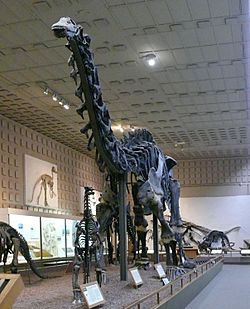 Apatosaurus Yale Peabody cropped.jpg