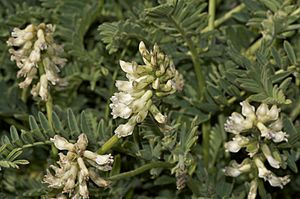 Astragalusagnicidus.jpg