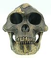 Australopithecus afarensis reconstruction