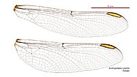 Austrogomphus guerini female wings (34671847540)