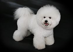 Bichon frise deals good with kids