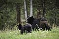 Black bear sow with cub, Tower Fall (18393659291)