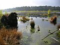 Blakemere Moss - geograph.org.uk - 64940
