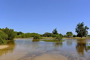 Bosque Estatal de Guánica en Boca, Guayanilla, Puerto Rico