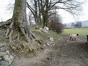 Boundary between two fields. - geograph.org.uk - 139620