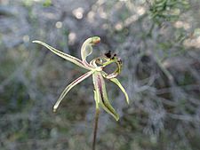 Caladenia mesocera 02
