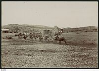 Camel Teams, Arltunga, c. 1898