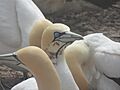 Cape Gannet imported from iNaturalist photo 98939620