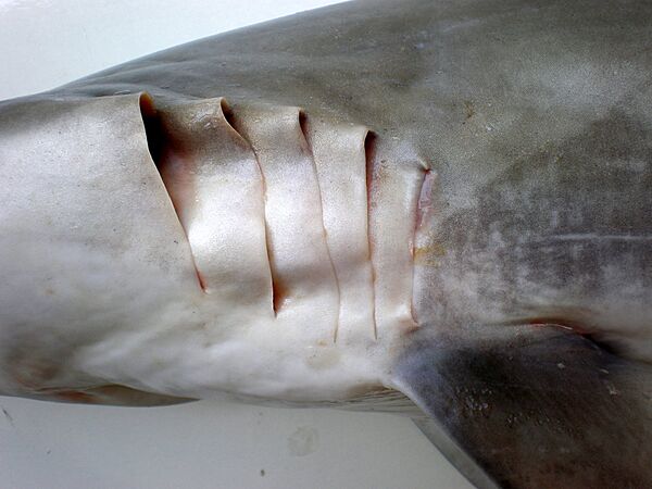 Carcharhinus brevipinna JNC3077 Gill slits