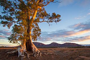 Cazneaux Tree - Flinders Ranges - South Australia (Explored)