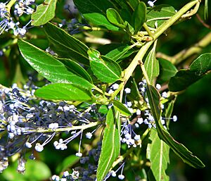Ceanothus cyaneus 2