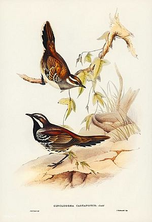 Chestnut quail thrush