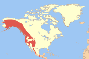 Cinclus mexicanus map.svg