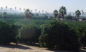 Citrus Groves in Arlington Heights, Riverside, California