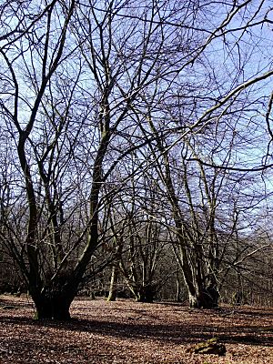 Coppiced beech trees, Hodgemoor Wood - geograph.org.uk - 1737217.jpg